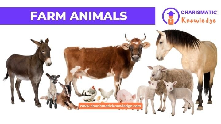  Farm Animals