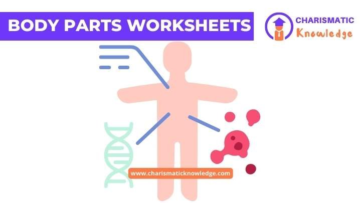  Body Parts Worksheets